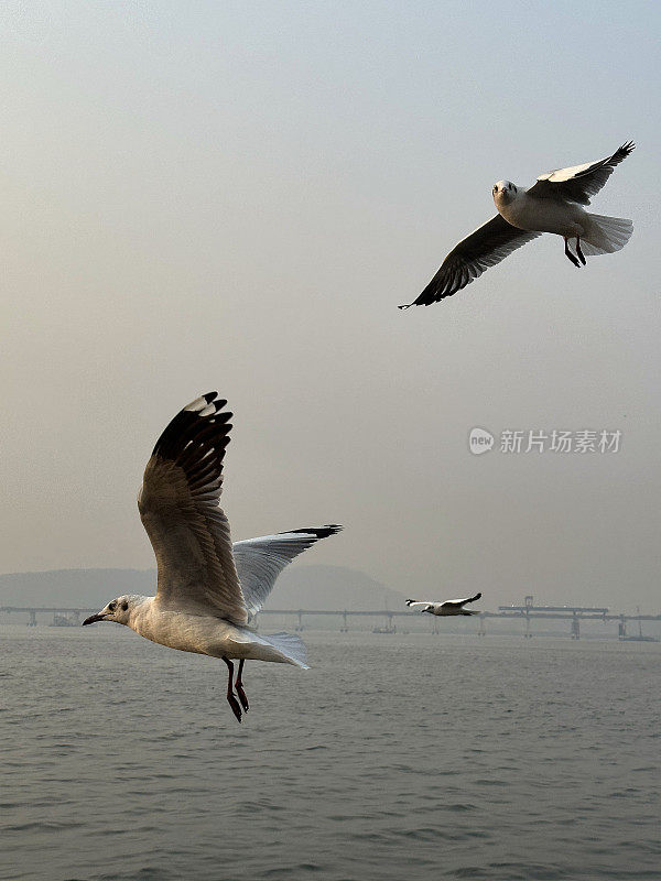 三只细长喙鸥(chicocephalus genei)在印度洋上空飞过海浪的特写图像，聚焦于前景